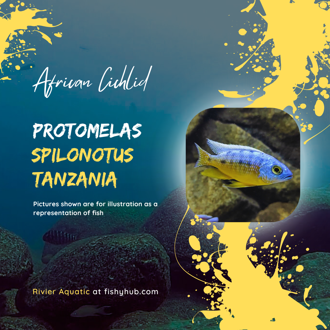 Buy Insignis Cichlid (Protomelas Spilonotus Tanzania) | Rivier